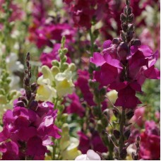 Organic Snapdragon