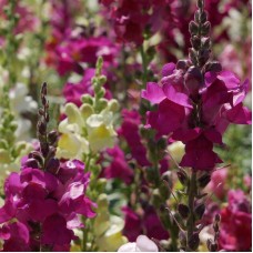 Snapdragon - Antirrhinum majus