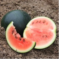 Watermelon - 'Sugar Baby' 
