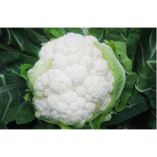 Organic Cauliflower Belot F1