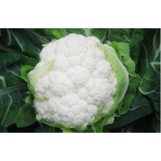 Cauliflower Belot F1