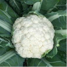 Cauliflower - 'Bermeo F1'