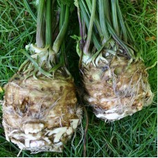 Celeriac - 'Fame Of Zwijndrecht'