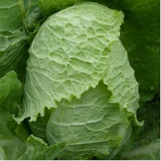 Organic Cabbage Savoy - 'Bloemendaalse Gele'