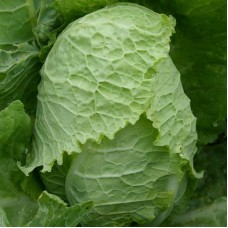 Cabbage Savoy - 'Bloemendaalse Gele'