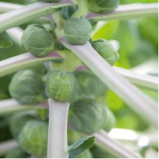 Organic Brussels Sprouts - 'Irene F1'