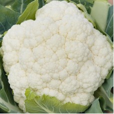 Cauliflower - 'Liria F1'