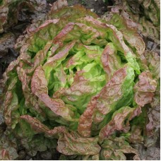 Organic Lettuce - 'Marvel of Four Seasons'