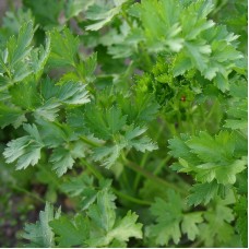 Organic Parsley Flat Leaf -  'Comun 3'
