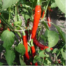 Chilli Hot Pepper - 'Westlandse Lange Rode'