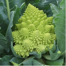 Cauliflower - Romanesco 'Veronica F1'