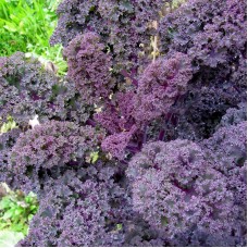 Organic Curly Kale -  'Roter Grünkohl'