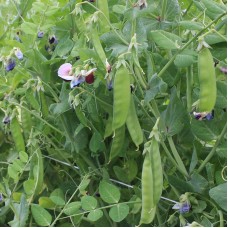 Snow Pea - Grijze Roodbloeiende / Grey Red Flowering - Mangetout