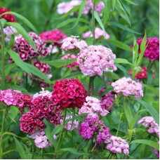 Organic Sweet William Mix