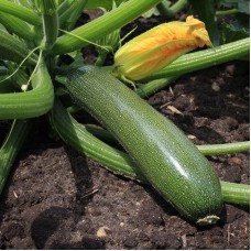 Courgette - 'Zucchini'