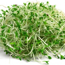 Organic Alfalfa Sprouting