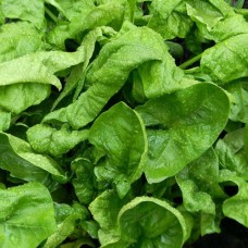 Organic Spinach - 'Winter Giant'