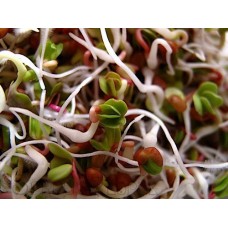 Organic Radish Sprouting