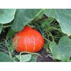Organic Squash Red Uchiki Kuri