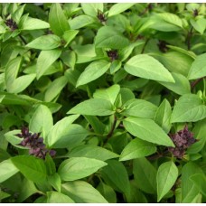 Organic Basil, Thai