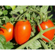 Organic Tomato Roma 