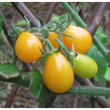 Organic Tomato Yellow Submarine