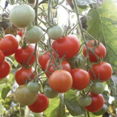 Organic Tomato Sugar Grape (Zuckertraube)
