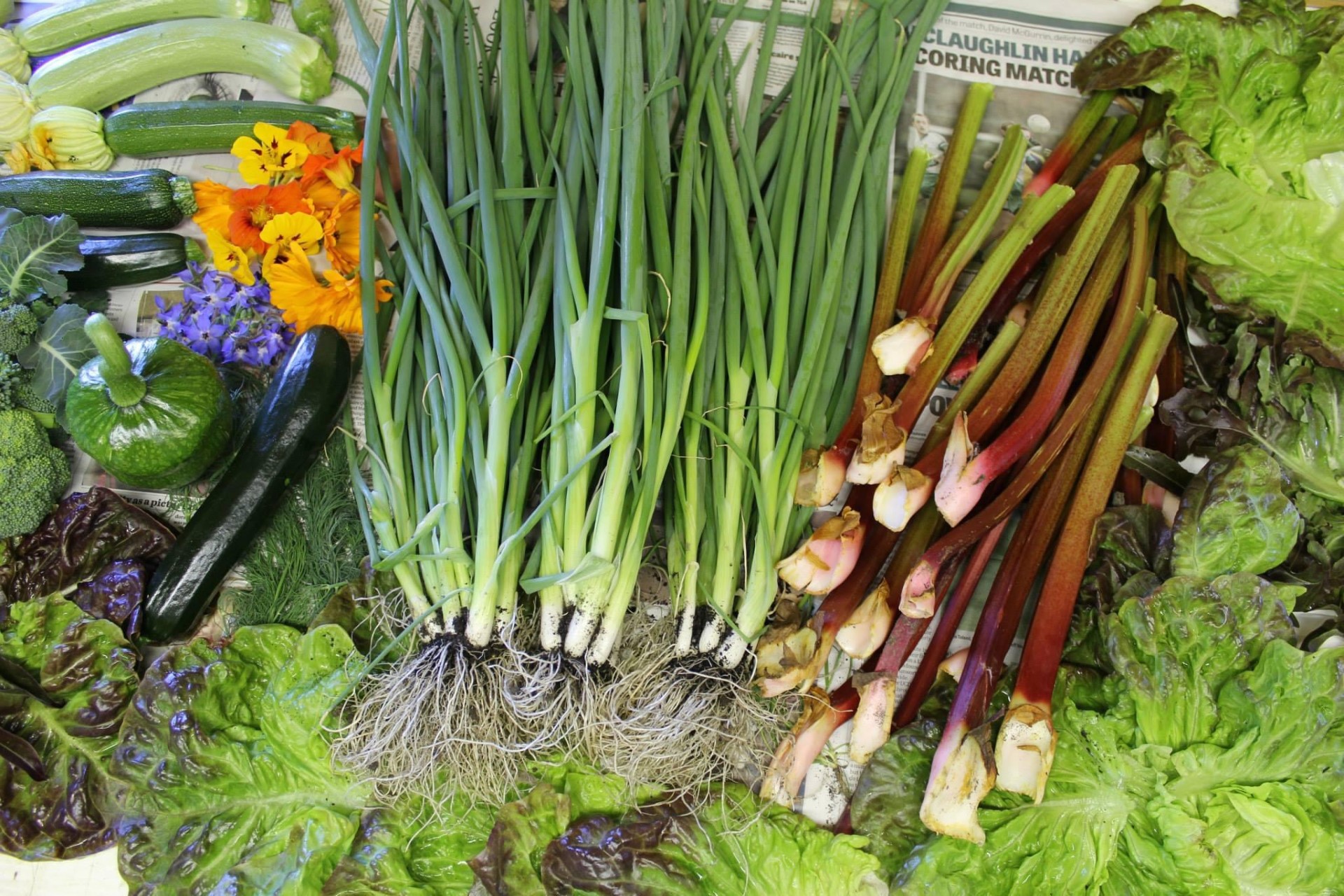 The Organic Centre - Community Garden